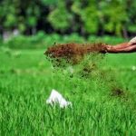 Korelasi Pertanian Berkelanjutan dengan Perlakuan Organik